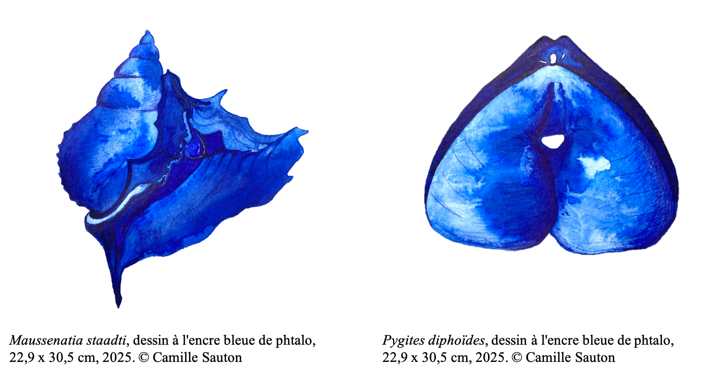 dessins_Camille_Sauton.png dessins_Camille_Sauton.png